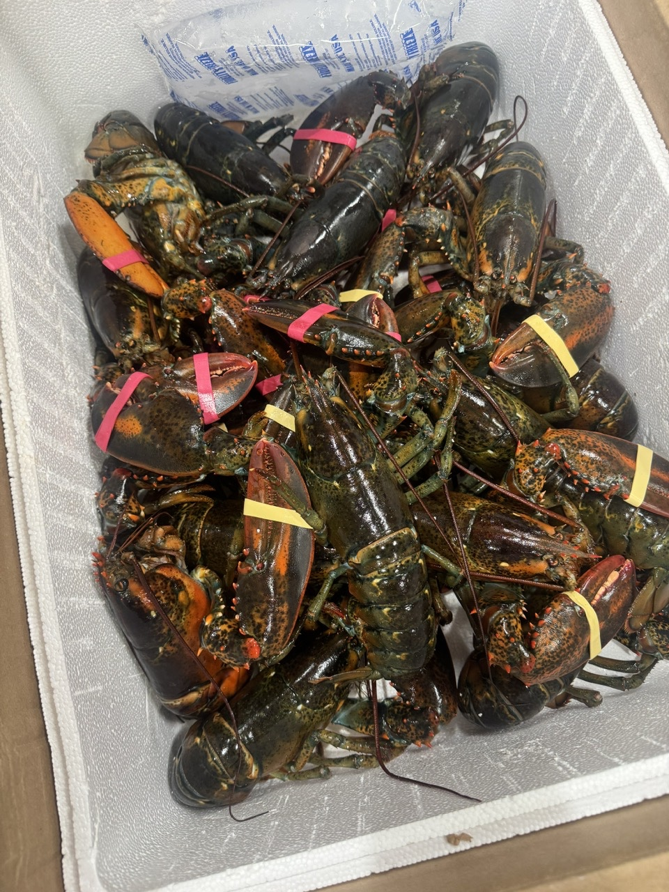 Boston Lobster ( Tôm Hùm tươi)